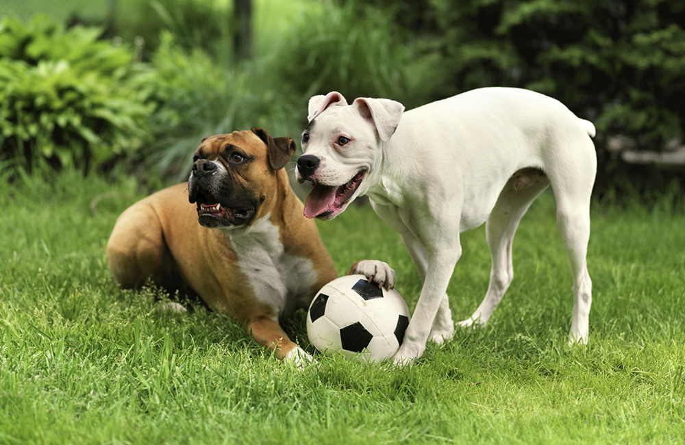 blog-summer-safety-tips-soccer-dogs-06202017
