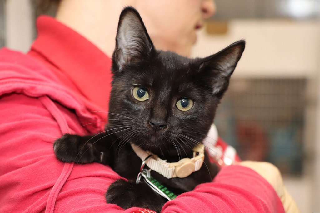 diy-help-animals-in-need