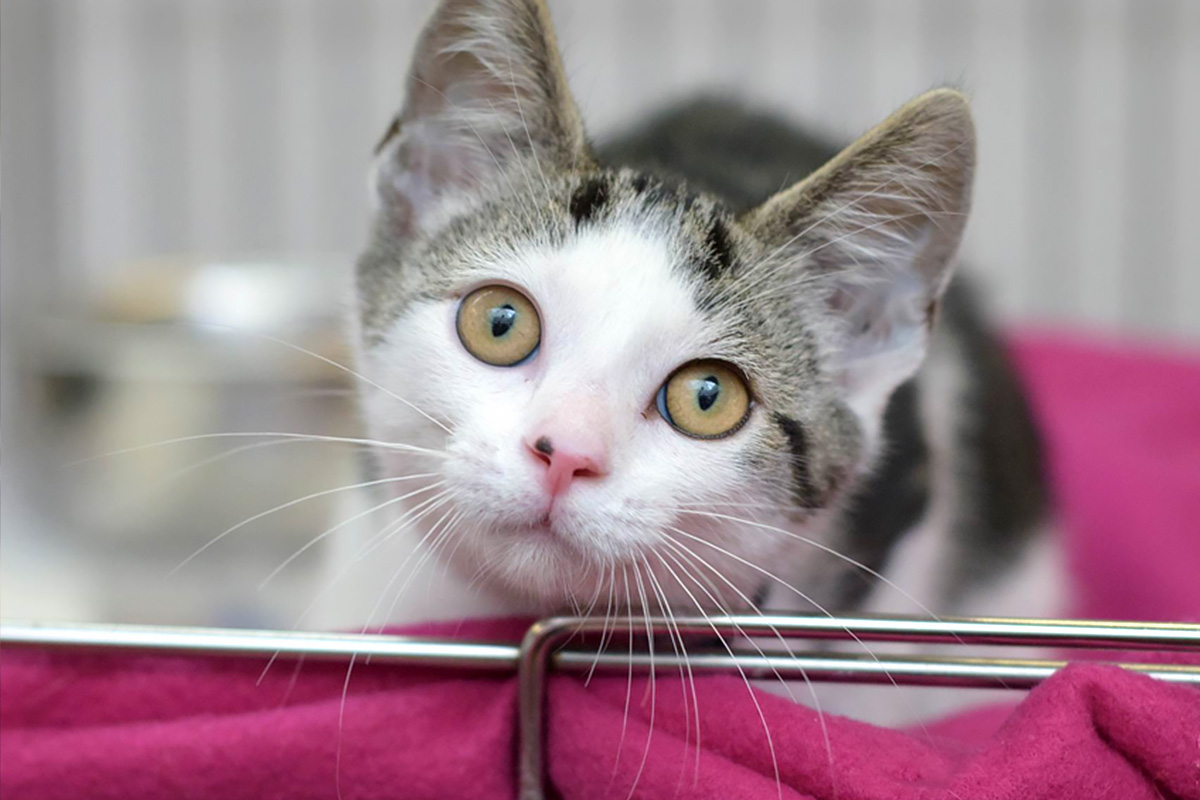 innovation-awareness-shelter-pets-our-impact-cat-05042017