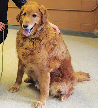 needs special dog golden
