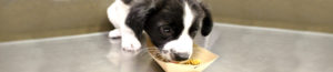 North Shore Animal League America rescue puppy eating.