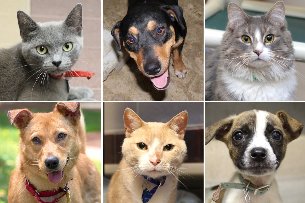 Pet Adoption Center Ny Services Image Cats Dogs Puppies Kittens Animal League Pet Adoption Center Ny Services Image Cats Dogs Puppies Kittens Animal League