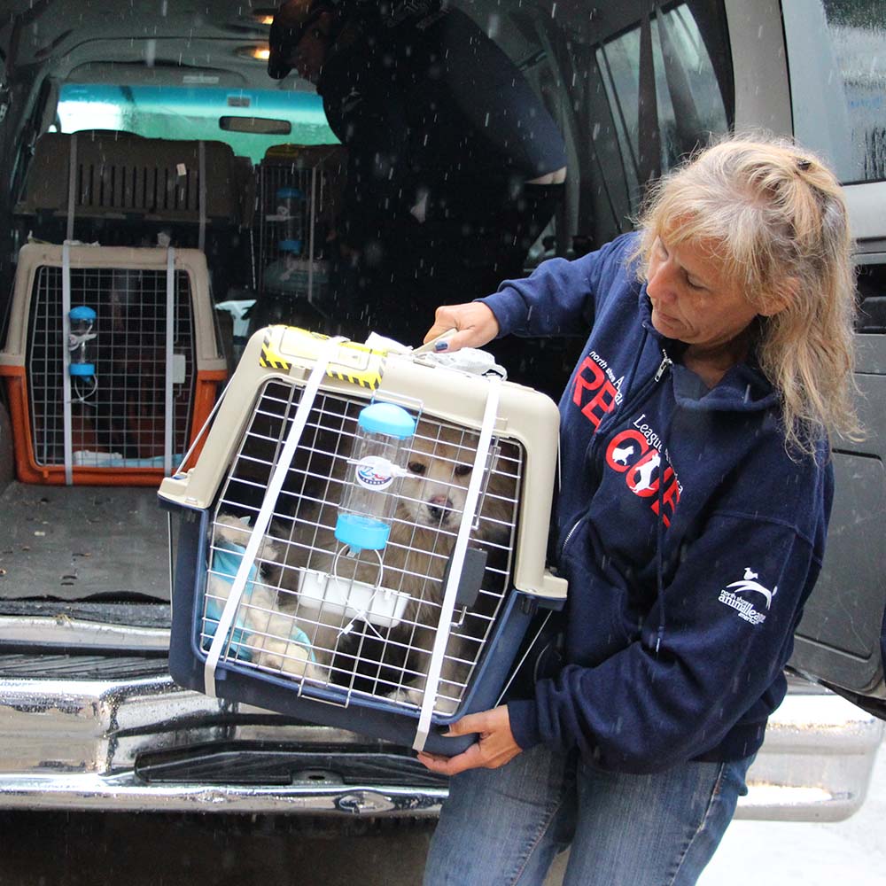 rescue-intnl-yulin-china-img3514-05222017 a woman holding a dog in a cage