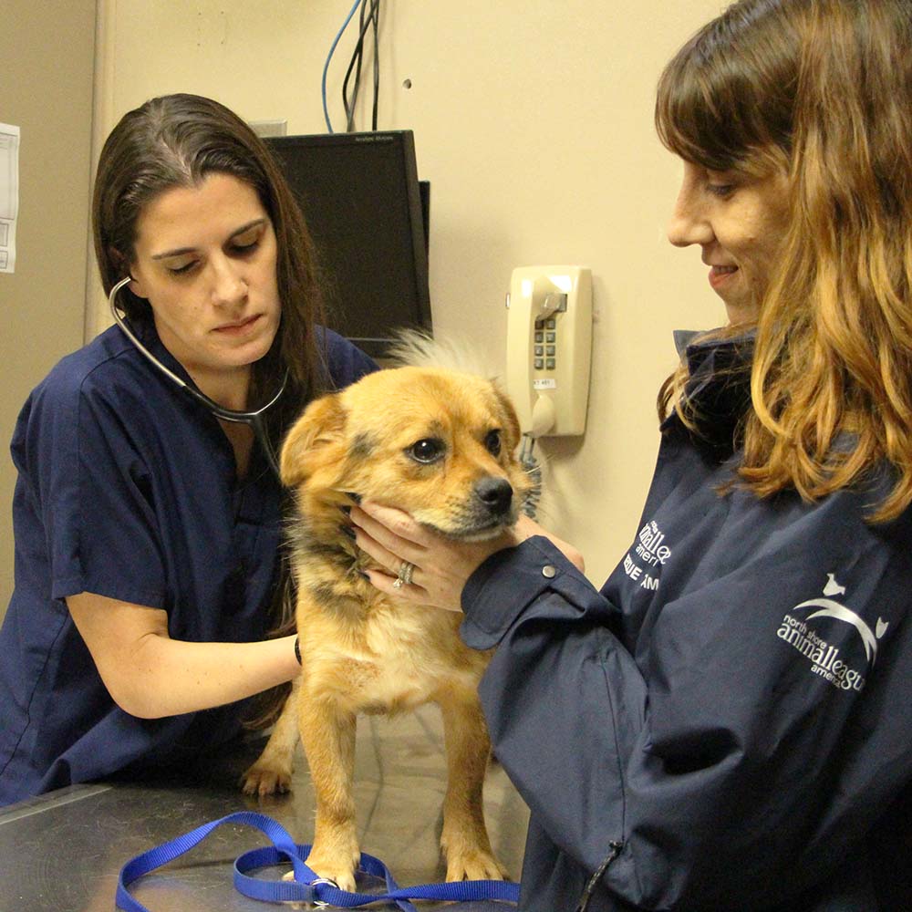 Thailand rescue dog arrives safely at North Shore Animal League America.