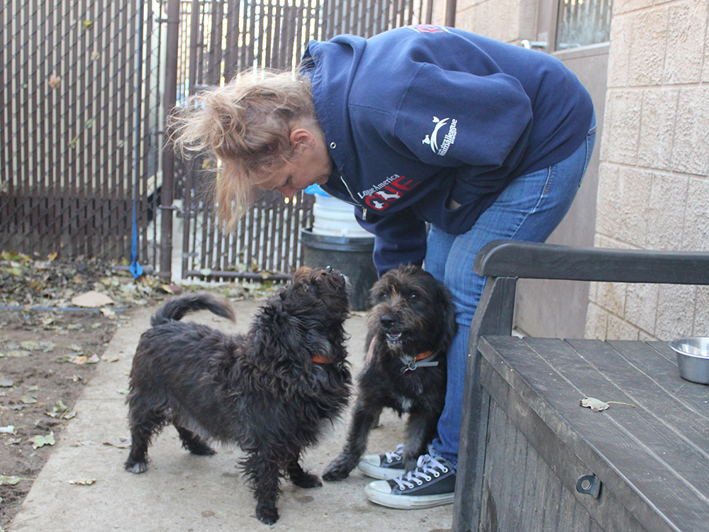 rescue-puerto-rico-canines-ark4-112016
