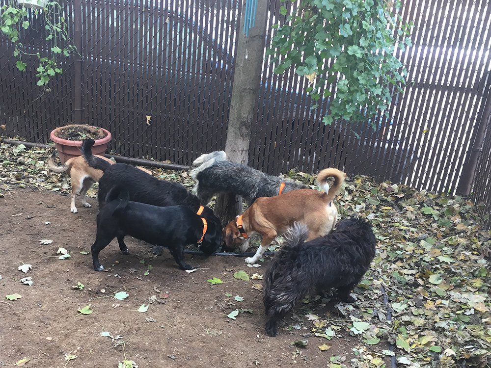 rescue-puerto-rico-canines-ark5-112016