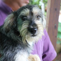 rescue-puerto-rico-canines-img2-092016 Support the Rescue Fund