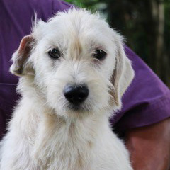 rescue-puerto-rico-canines-img3-092016