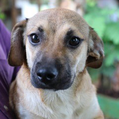 rescue-puerto-rico-canines-img4-092016