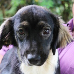 rescue-puerto-rico-canines-img6-092016