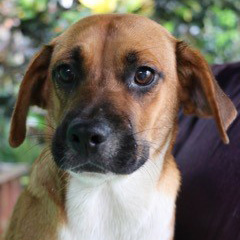 rescue-puerto-rico-canines-img7-092016