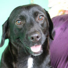 rescue-puerto-rico-canines-img9-092016