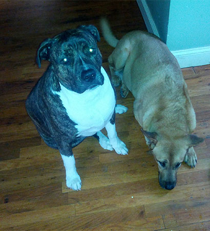 Help this dog live a happy life| Rockstar| Sponsor Dogs | Animal League