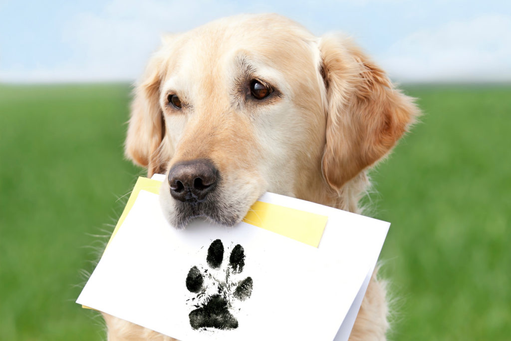 start-a-fundraiser-get-involved_1200x800_icon2_spreadtheword_dog