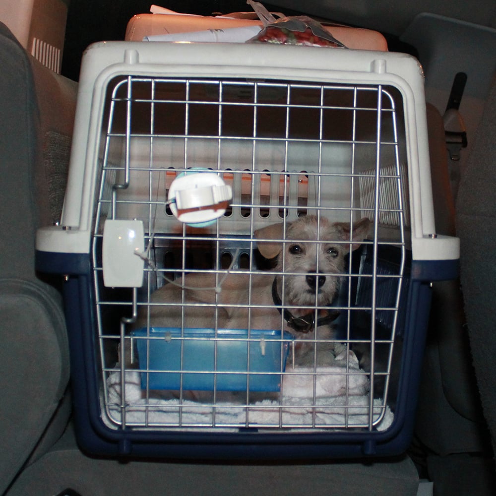 Thailand rescue dog arrives safely at North Shore Animal League America.