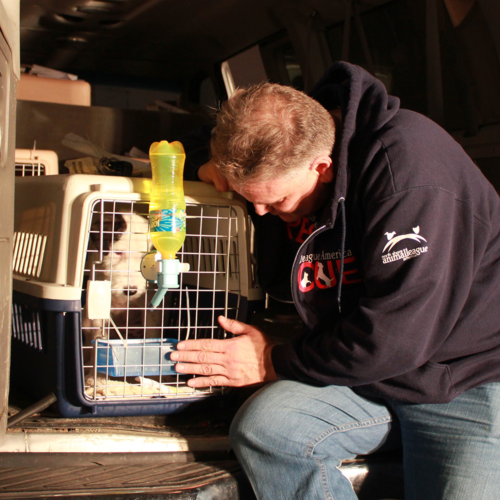 Thailand rescue dog arrives safely at North Shore Animal League America.