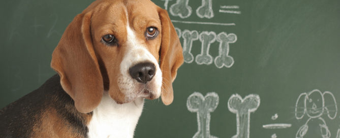 a dog in front of a chalkboard