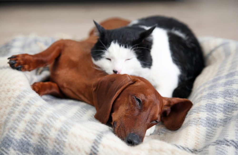 a cat lying on a dog
