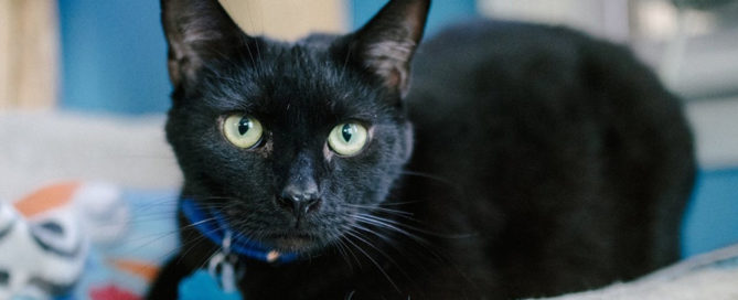 a close up of a black cat