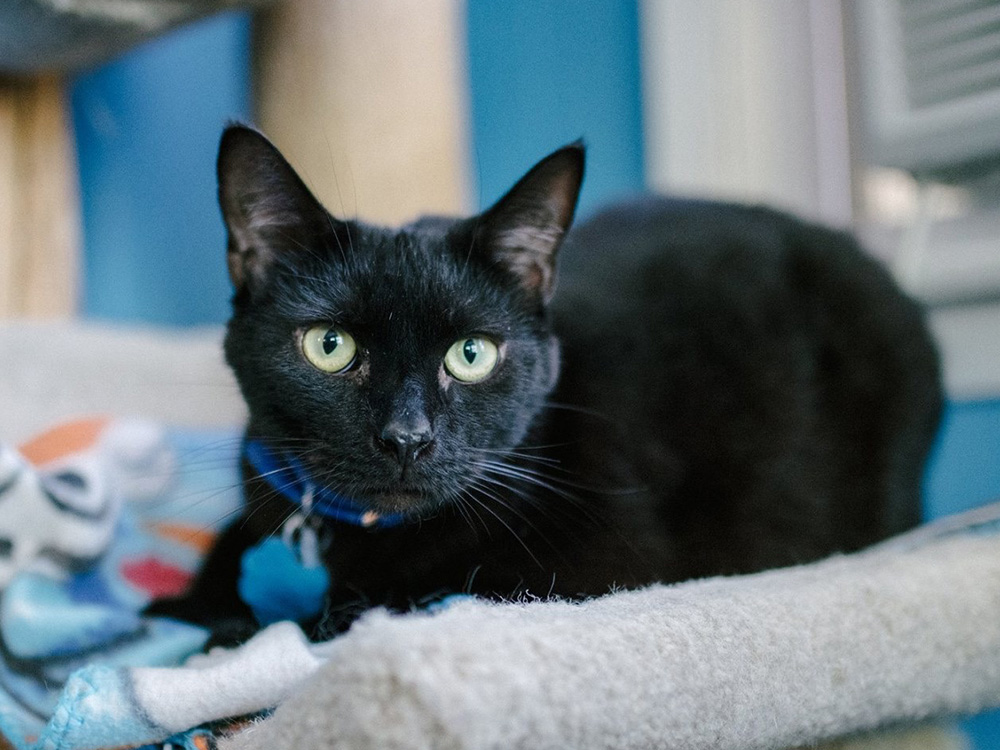 national black day 2017 national black cat appreciation day animal league national black day 2017 national black cat appreciation day animal league