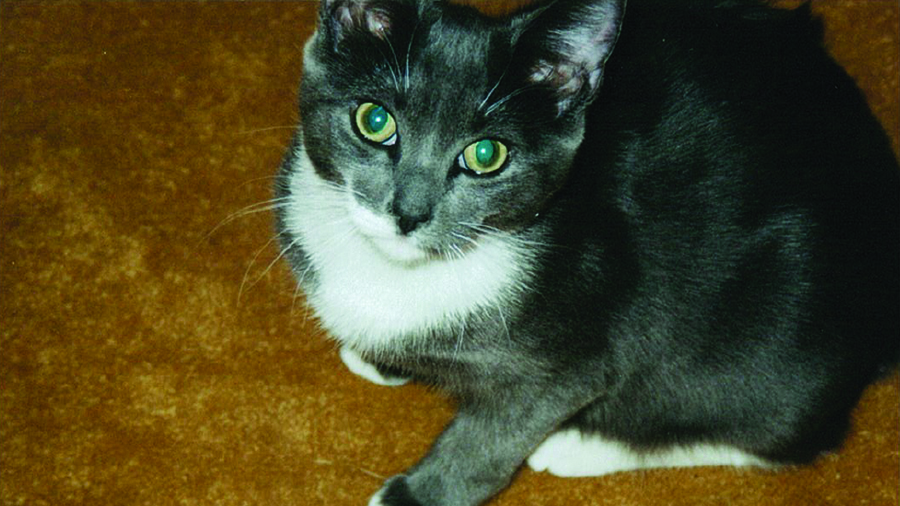 donor-spotlight-4q2016-fallon-cats-2-09022016