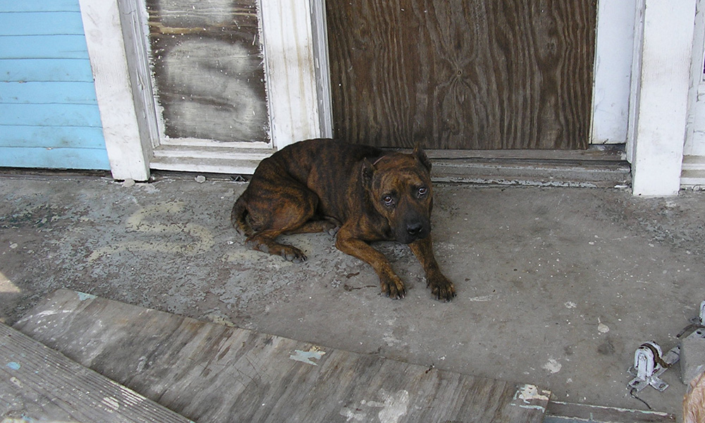 Abandoned dog after Hurricane Katrina.