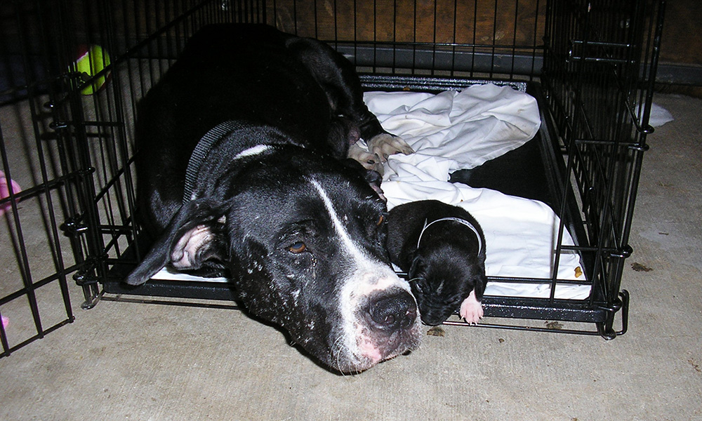 Mama and her pup at makeshift shelter. Mama and her pup at makeshift shelter.