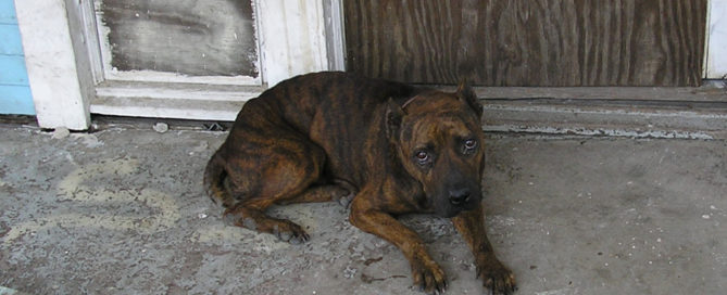 Dog abandoned during Hurricane Katrina.