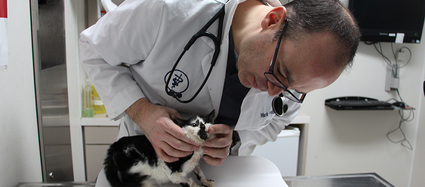 faces-of-the-league-Dr-Mark-Verdino-treating-cat-5132015