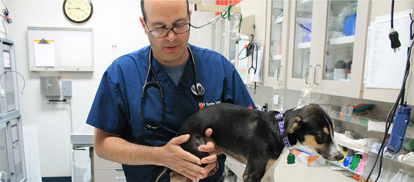 faces-of-the-league-Dr-Mark-Verdino-treating-puppys-injured-leg-5132015