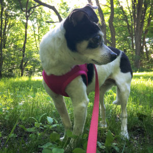 Gladys takes a walk.