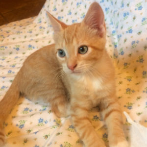 a cat lying on a bed