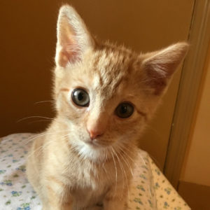 a cat sitting on a bed