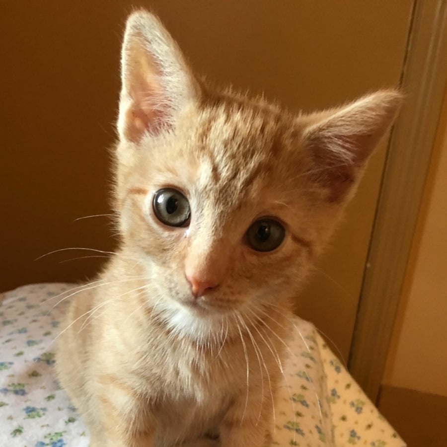 orange female cat