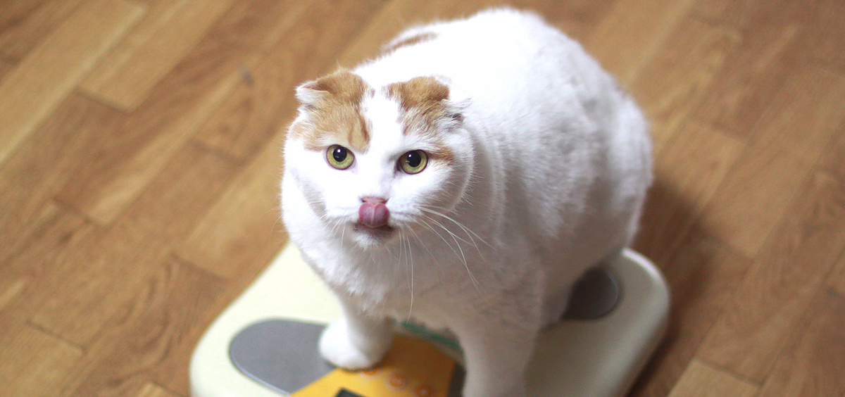 pet-health-and-wellness-blog-feature-pet-obesity-072017