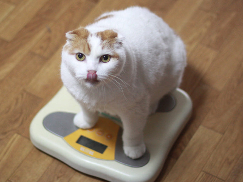 a cat on a scale