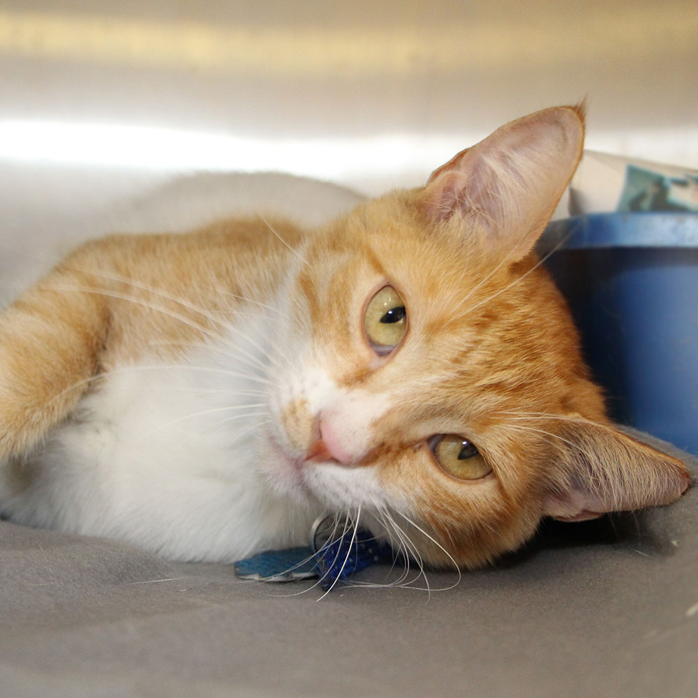 Petland Discounts Animal League