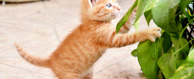 a cat holding a plant
