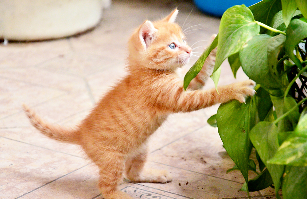 a kitten standing on its hind legs and holding a leaf