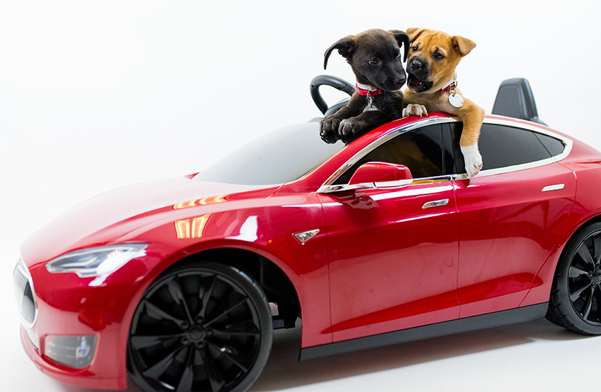 Ted-Lim-Tesla-DSC_3427