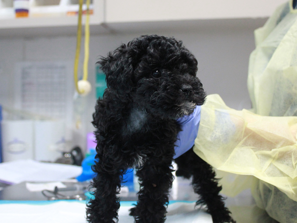 emergency-medical-yorkie-trio-img6717 Yorkie-Poo Trio Fighting to Save Their Lives