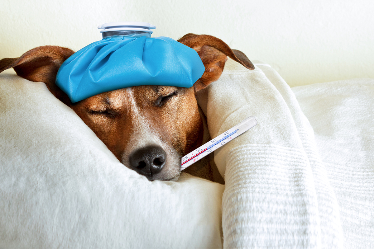 dog influenza vaccine