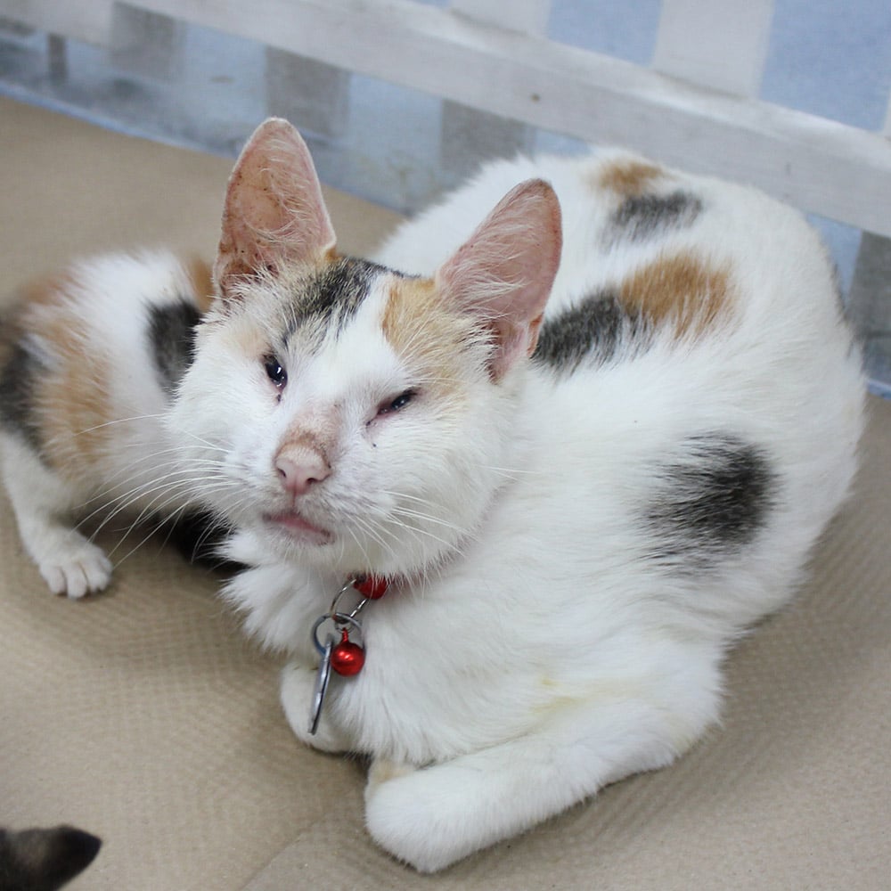 Help Blind Cat and Her Four Kittens Ways to Give Animal League