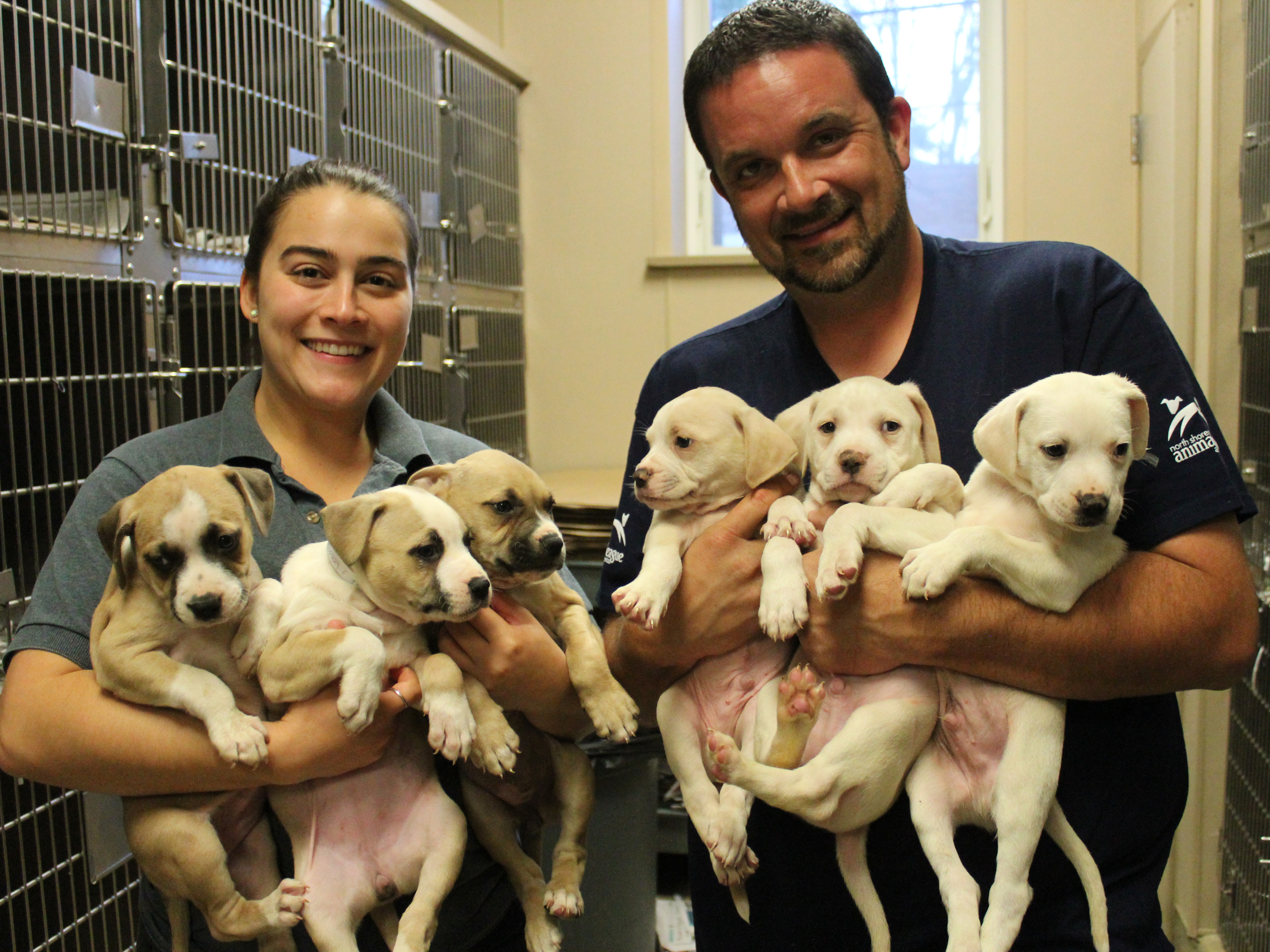 rescue hurricane harvey pit puppies