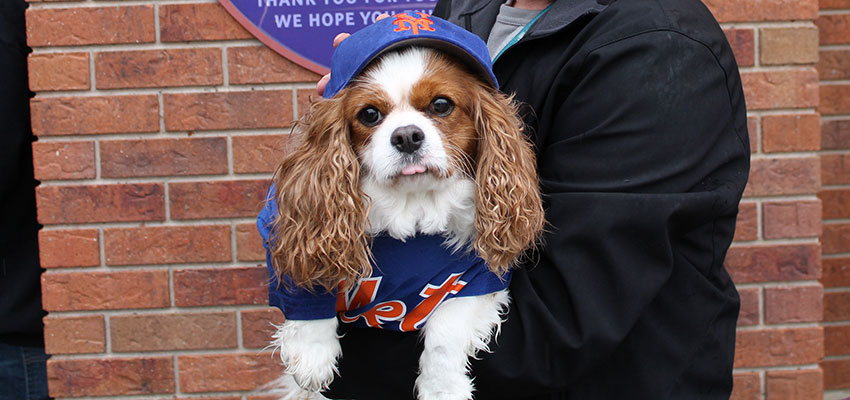 Bark in the Park with the Mets at Citi Field