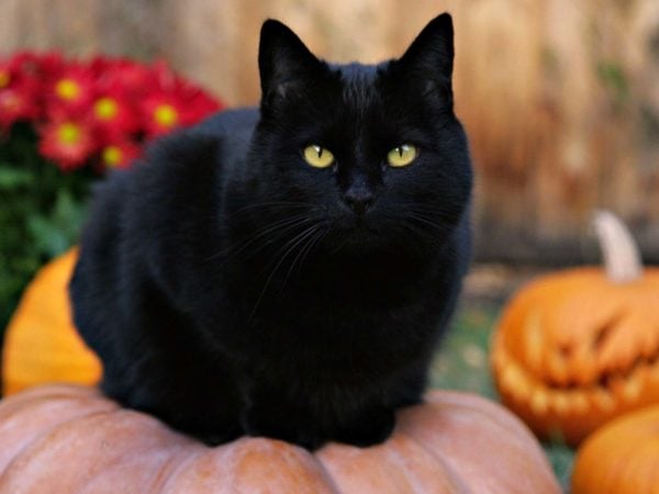 expert-advice-halloween-safetyy-tips-black-cat-pumpkin a black cat sitting on a pumpkin