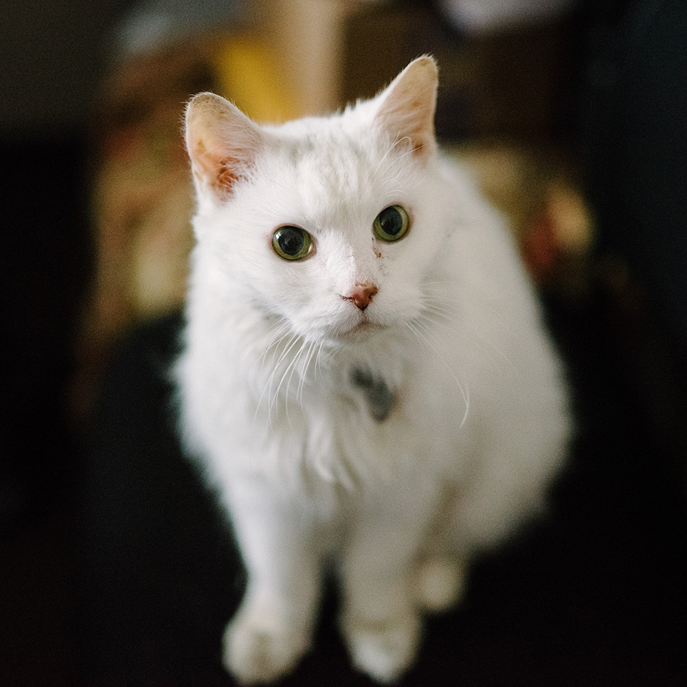 h207724-charlie-senior-white-cat-tl