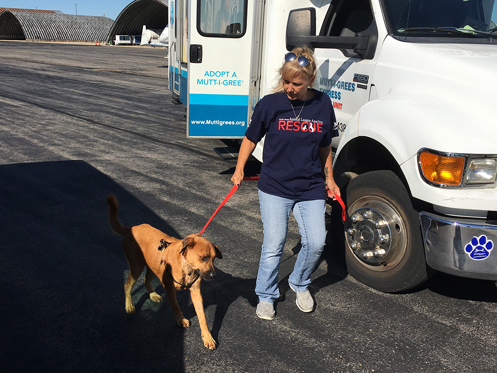 rescue-irma-turks-caicos-karla-marley-100217 a woman walking a dog on a leash next to a truck
