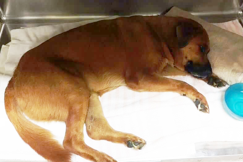 rescue-irma-turks-caicos-marley-resting a dog lying on a white surface