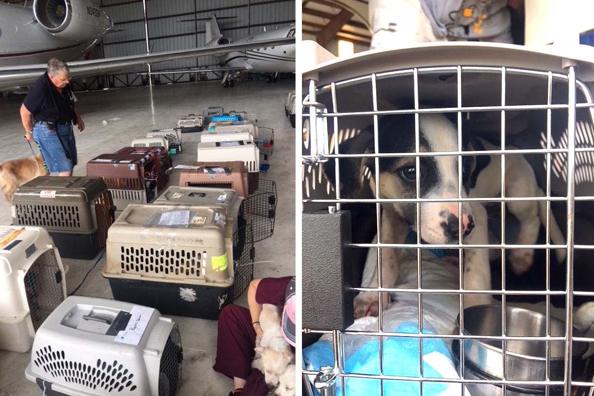 a dog in a cage